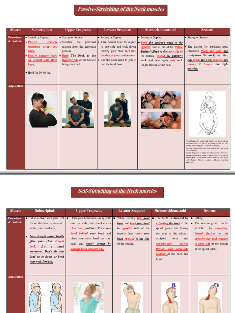 Neck Muscle Stretching Techniques | PDF | Anatomical Terms Of Motion | Neck