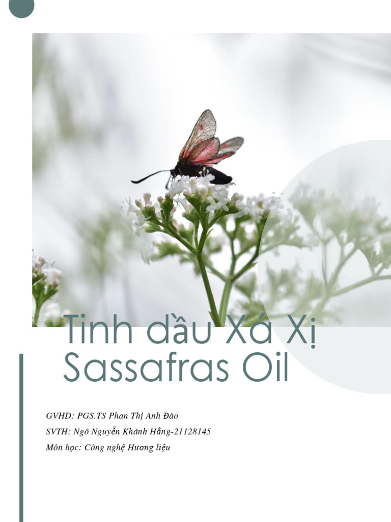 Sassafras Oil At ₹ 3000/kg In Ghaziabad | ID: 23176011312 - Foto 12