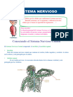 El Sistema Nervioso para Tercer Grado de Primaria