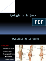 Myologie Jambe Et Pied