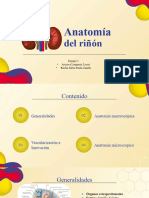 Anatomia Del Riñon