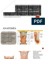 Semana 10-Abdomen Modificado