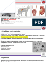 AULA - Afecções Genito-Urinárias em Cães e Gatos 2024