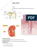 Anatomía y Fisiología Renal