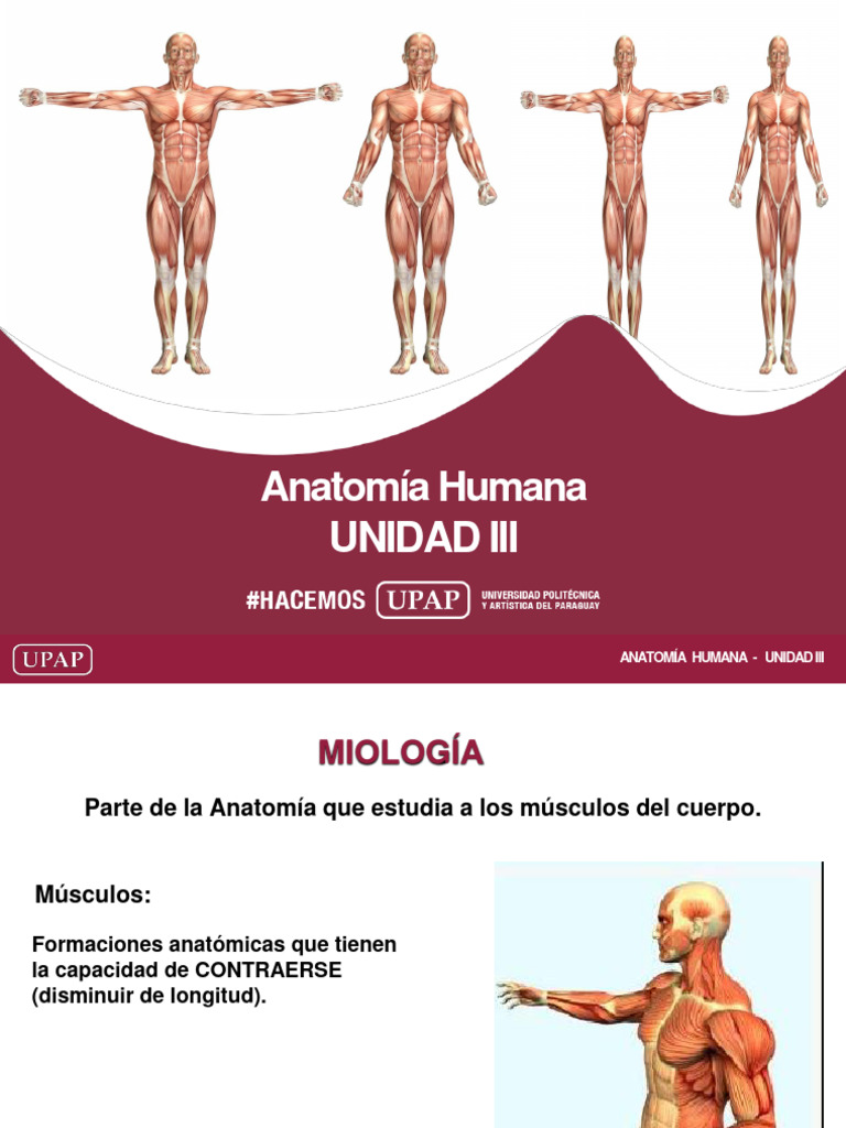Unidad III Presentación Anatomía Humana-1 | PDF | Abdomen | Anatomía