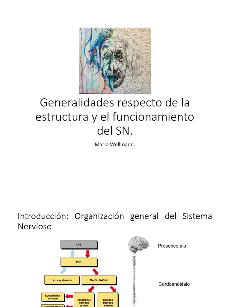 Clase 2 - Fisiología Del Sistema Nervioso | PDF | Sinapsis | Potencial ...