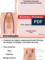 Aula 9 - Sistema Urinário e Sistemas Reprodutor Masculino e Feminino