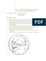 Puntos Anatomicos Craneales