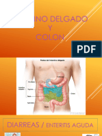 Intestino Delgado y Colon