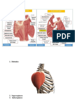 Músculos Del Hombro