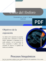 Ciclo Del Fosforo