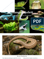 Schlangen Referat PDF