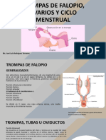 12ma Semana - Trompas de Falopio, Ovarios y Ciclo Menstrual
