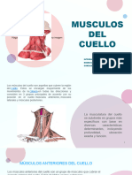 Musculos Anatomia