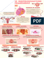 Infografía Aparato Reproductor Femenino 