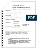 Tarea 1 Region Neurocraneana