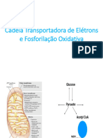 Cadeia Transportadora de Elétrons e Fosforilação - 240424 - 092418