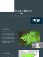 Thuja Occidentalis - Iorfino - 2022