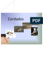 Cordados 1