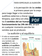 Unidad Vi Sentidos Especiales La Audición