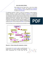 Ciclo de Acido Citrico