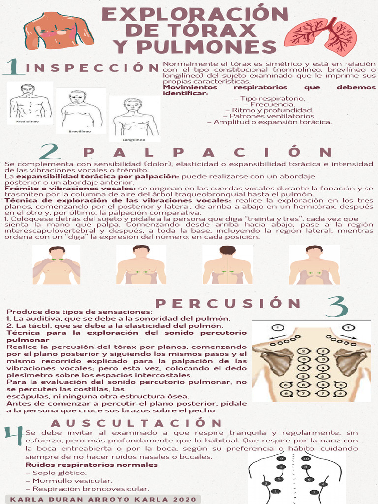 Infografía Exploración de Tórax y Pulmones | PDF