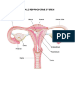 Reproductive System - Bio 2 - 12 Stem - l11