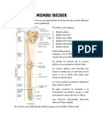 Morfologia Segundo Parcial