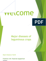 Major Diseases of Leguminous Crops