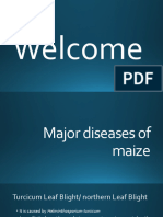 Major Diseases of Maize
