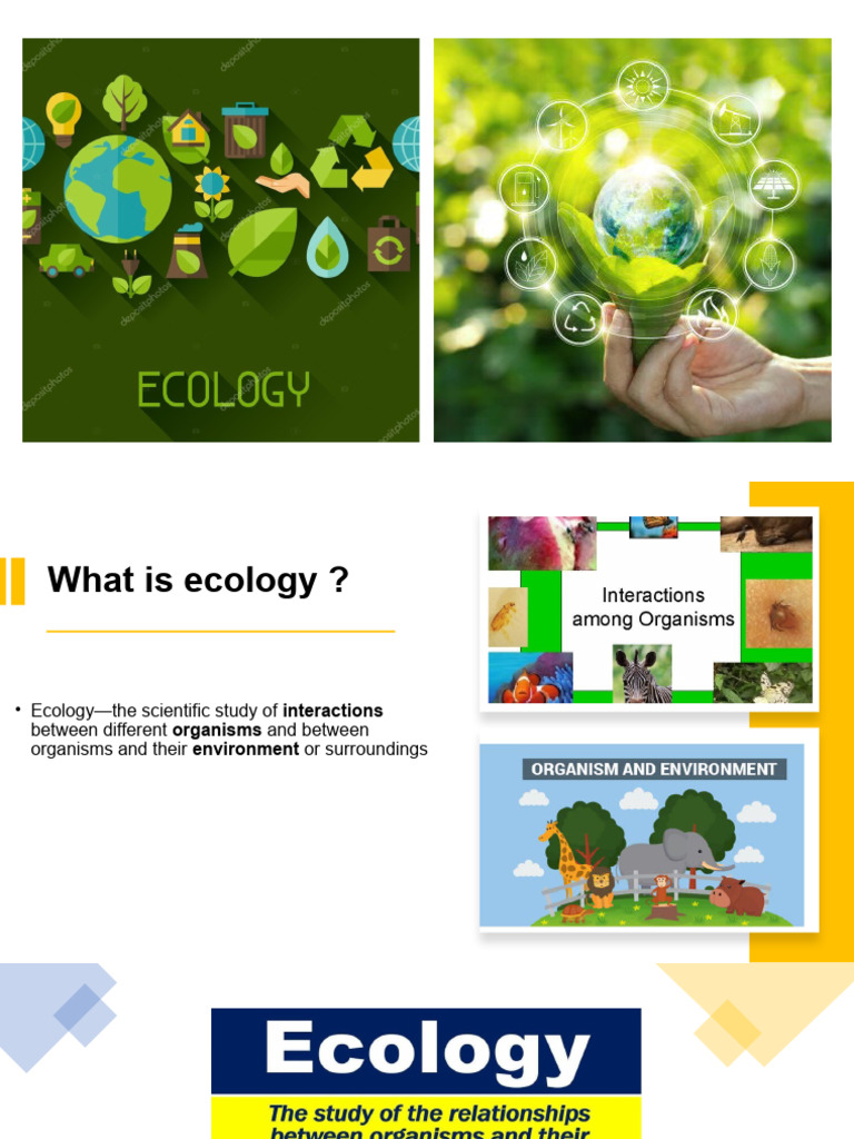 Ecosystem | PDF | Food Web | Grassland