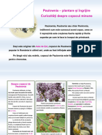 A3 Text Paulownia