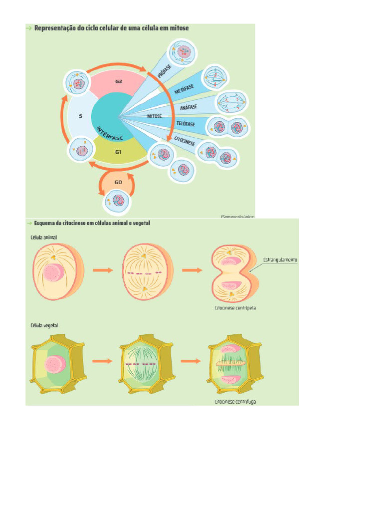 Esquemas Mitose e Meiose | PDF