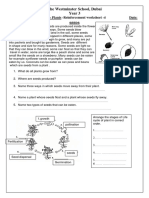 Plant Reinforcement Worksheet - 4