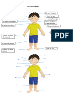 El Cuerpo Humano