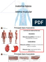 Anatomia Básica Sistema Muscular: Profa Dra Thais Catan
