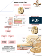 Nervo Olfatorio
