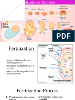 Fertilization To Childbirth
