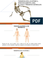 Terminologia Anatomica