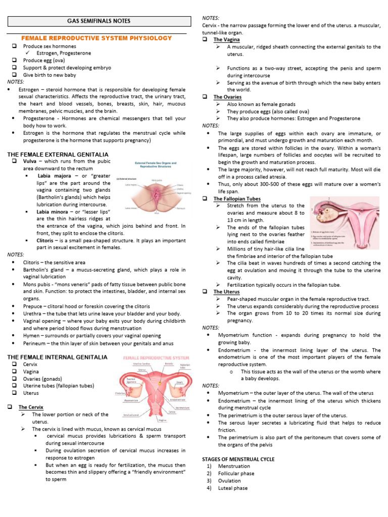 Gas Semifinals Notes Final | PDF | Menstrual Cycle | Ovary