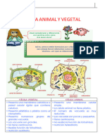 Célula Animal y Vegetal