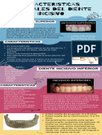 Infografía de Dientes Incisivos Sup. e Inf.