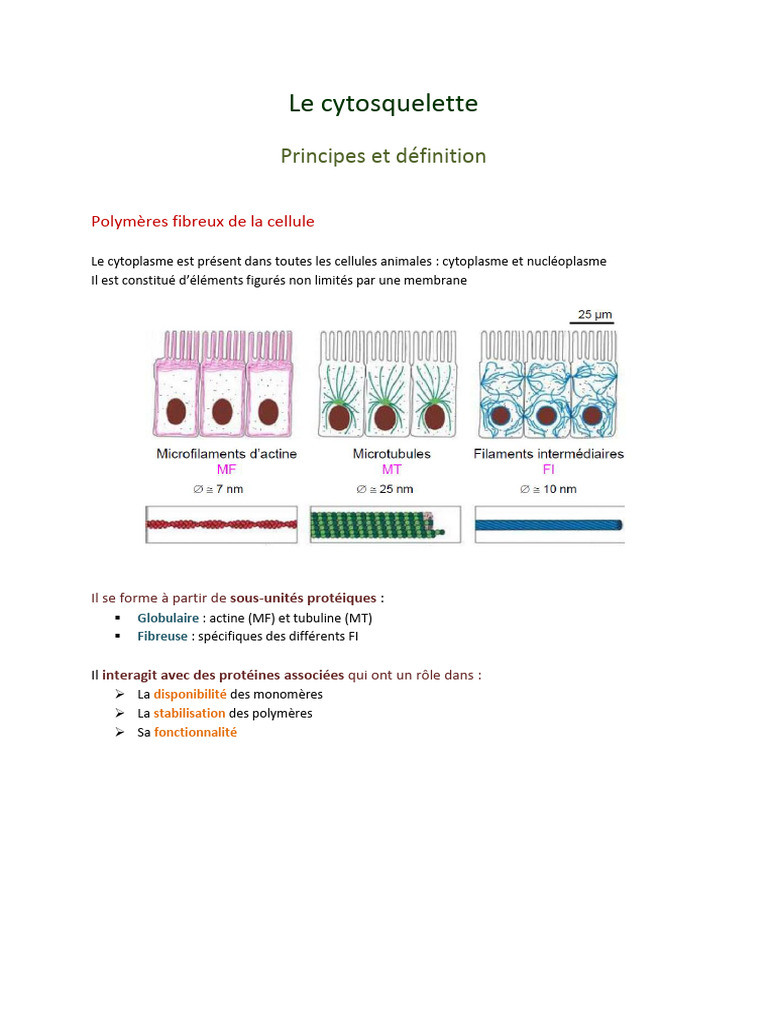 Rôle et structure du cytosquelette | PDF | Microtubule | Cytosquelette