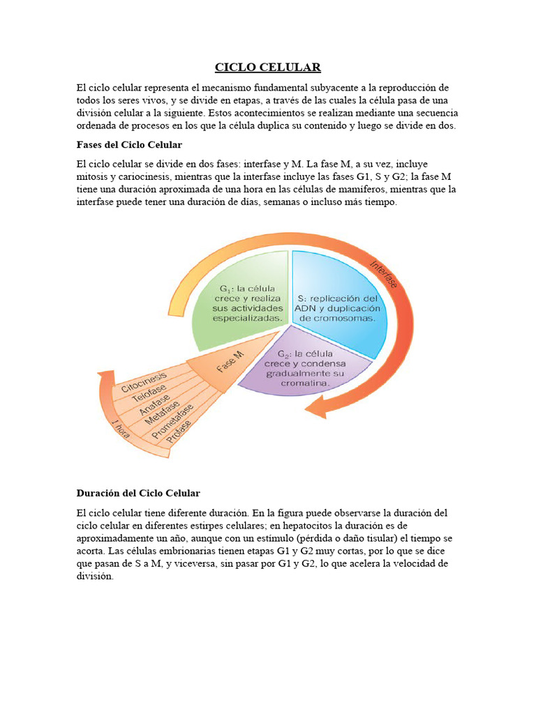 Fases y Duración del Ciclo Celular | PDF | Mitosis | Quinasa