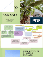 Cultivo de Banano