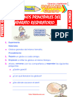 Organos Principales Del Aparato Respiratorio para Primer Grado de Primaria