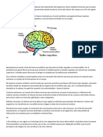 1el Sistema Nervioso Es Uno de Los Sistemas Más Importantes Del Organismo