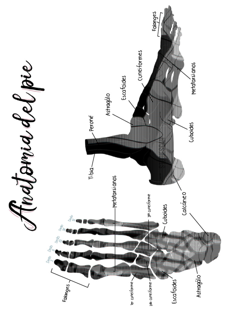 Huesos del pie | PDF