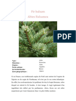 Fir Balsam