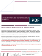 4. Agglutination and Western Blot Analyzes11